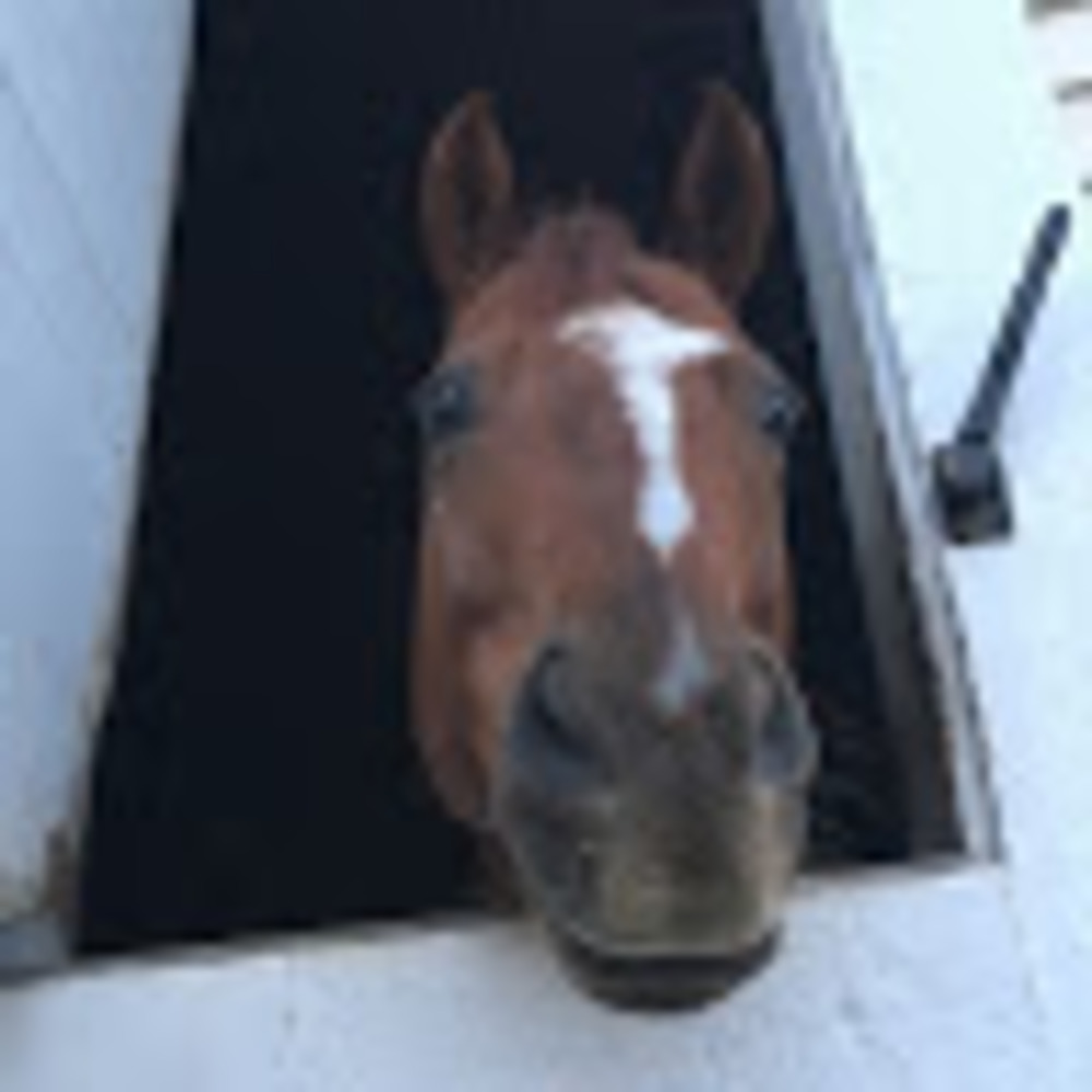 Meet your Posher, Nora